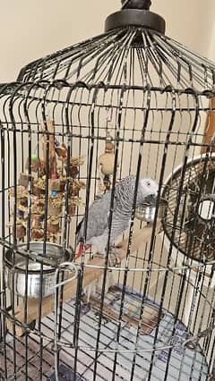 African Grey Parrot