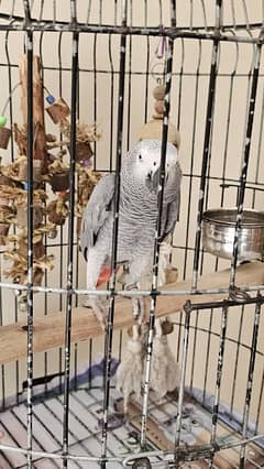 african grey | gray parrot | hand tamed | African grey parrots