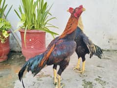 pure Mianwali Aseel brother roosters, Murghay for sale