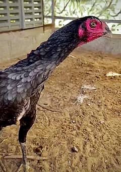 O SHAMO HEN | O SHAMO BLUE BLOOD LINE HEN