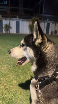 male husky 11 months