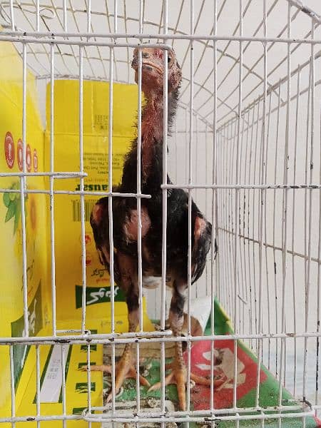 Aseel pair for sale urgent sale 4