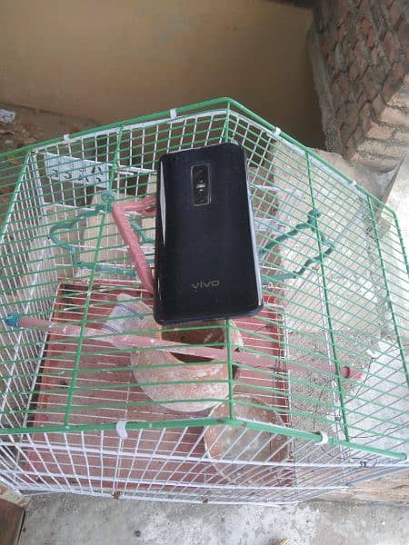 Vivo V17 pro only mobile box or charger gum ho gya hai in Havelian 10