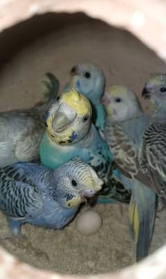 budgies pairs and chicks