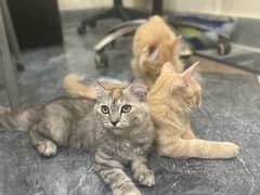 Loving adorable kittens cats available