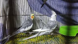 Cockatiel and Budgies parrots for sale
