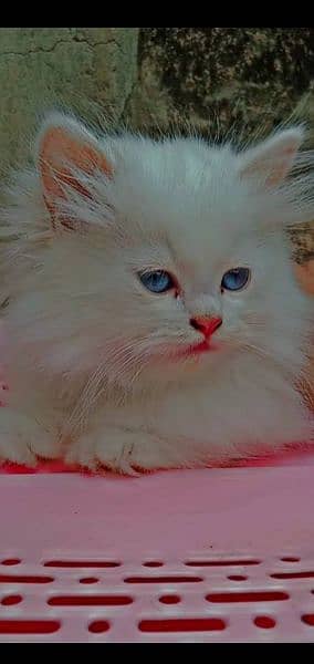 persian kittens pair 2