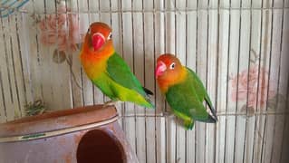 Beautiful Love Bird Parrots (Adult Pair)