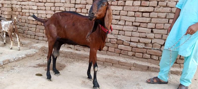 Got for sale Nagri Breed 3