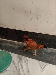 2 aseel madi hens for sale