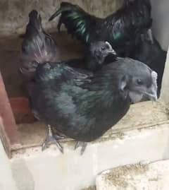 ayam cemani grey toungue