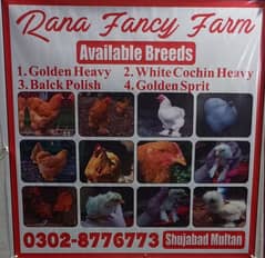 fancy eggs available