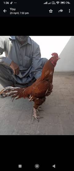 Mianwali breeder aseel murga