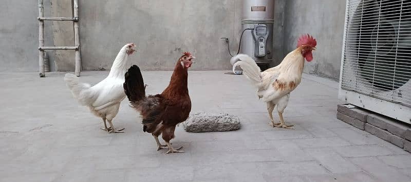 Eggs Laying golden misri trio or 1 Austrlop brown eggs wali 0