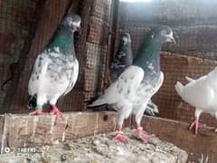 Fine Pigeons 0321-4128357