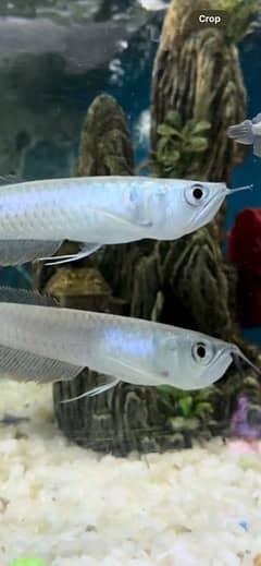 white polar , arwana , oscar , red tail catfish , betta