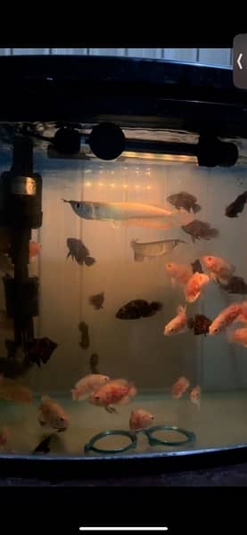 arowana , oscar , red tail catfish , betta 9