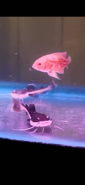 arowana , oscar , red tail catfish , betta 12