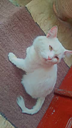 White persian yellow eyed cat for free