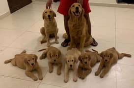 Golden Retriever pups 0