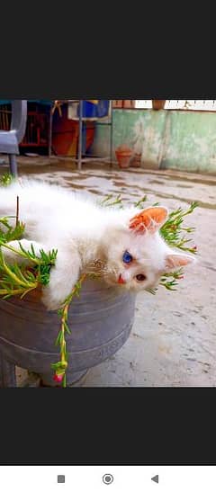 Persian kitten odd eyes blue and brown