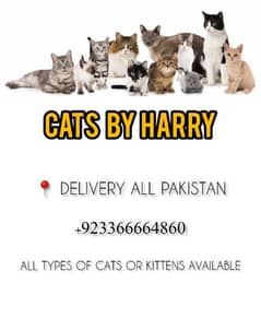 CATS FOR SALE BREEDOR PAIR WHATSAPP NO 03366664860