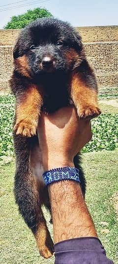 German Shepherdpuppy for sale