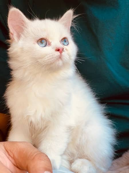 Persian cat for sale 2