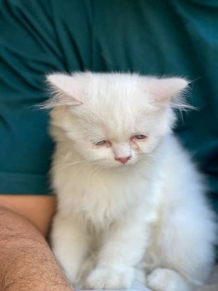 Persian cat for sale 3
