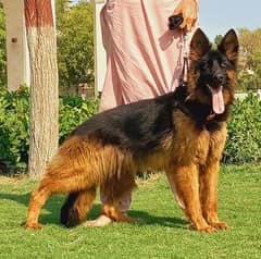 proper long coat German Shepherd female for sale