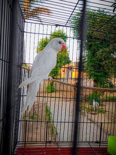 White Ringneck Parrot