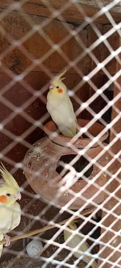 ,Breeder pair for sale with chicks