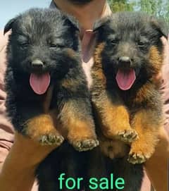 German Shepherd double coat male female pair 2 month for sale