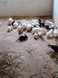 Rabbits for Sale