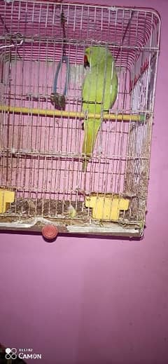 Ringneck Parrot Female Healthi & Full Active.
