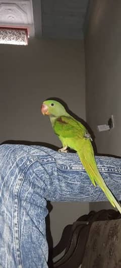 raw parrot