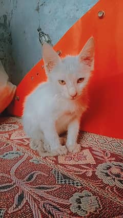 LITTLE KITTEN TURKish angora WASHROOM TRAINED DOUBLE COAT YELLOW EYES