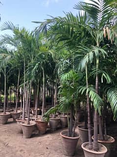 Large Size Malaysian Palm Plants