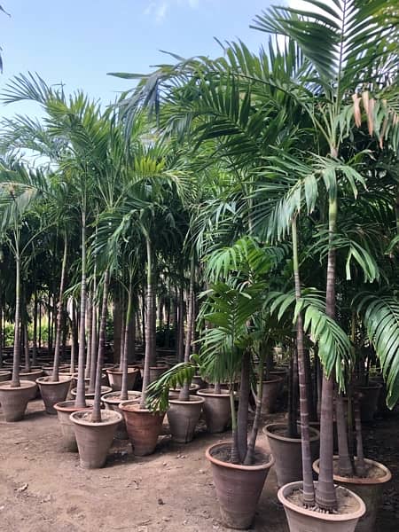 Large Size Malaysian Palm Plants 0