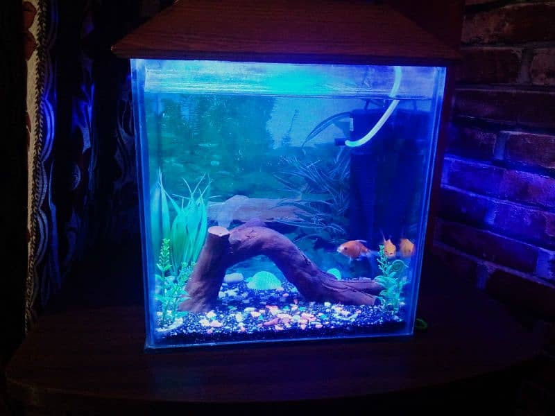 Decorated aquarium with Goldfish available 3