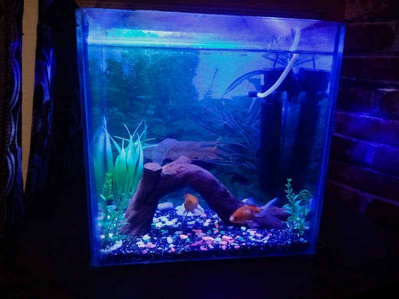 Decorated aquarium with Goldfish available 4