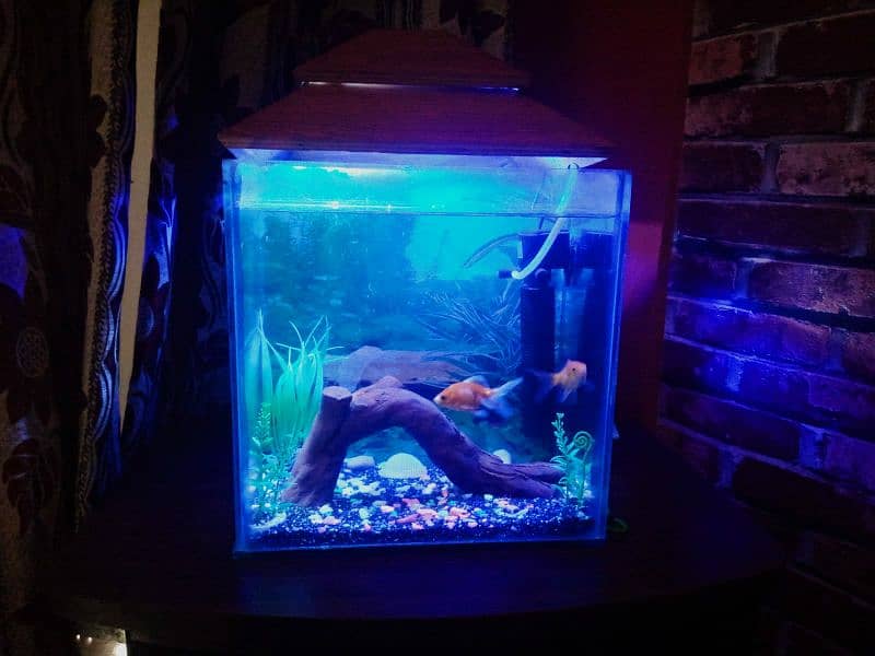 Decorated aquarium with Goldfish available 5