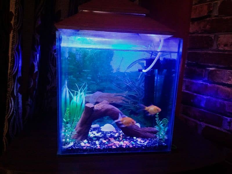 Decorated aquarium with Goldfish available 6