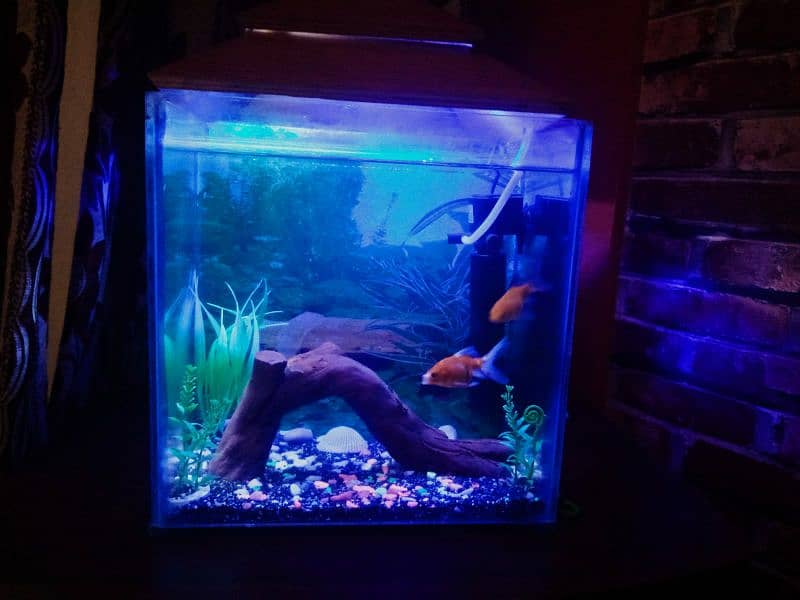 Decorated aquarium with Goldfish available 7