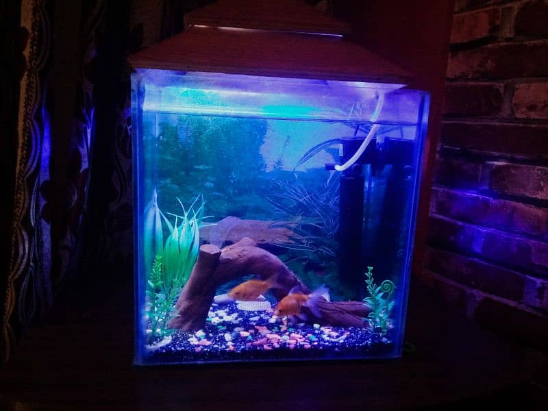 Decorated aquarium with Goldfish available 8