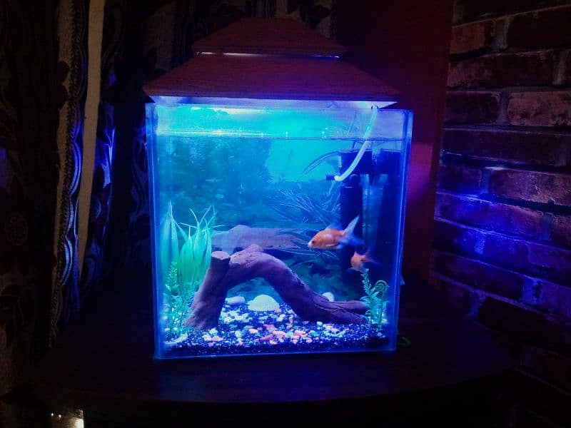 Decorated aquarium with Goldfish available 9