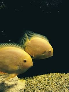 South American Fishes for Sale 0