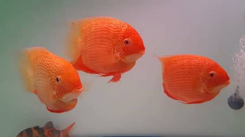 South American Fishes for Sale 2
