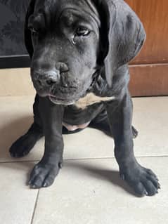 Cane Corso Female For Sale