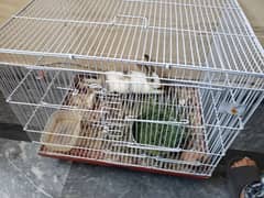 Rabbit with a cage